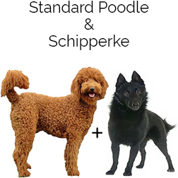 Schipper-Poo Dog